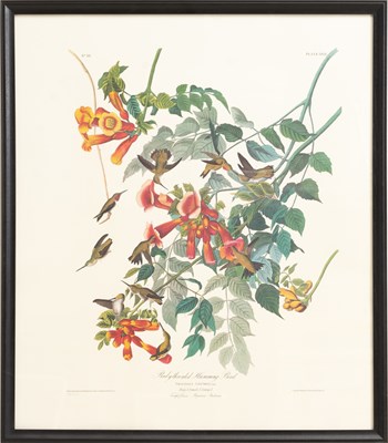 Lot 247 - After John James Audubon