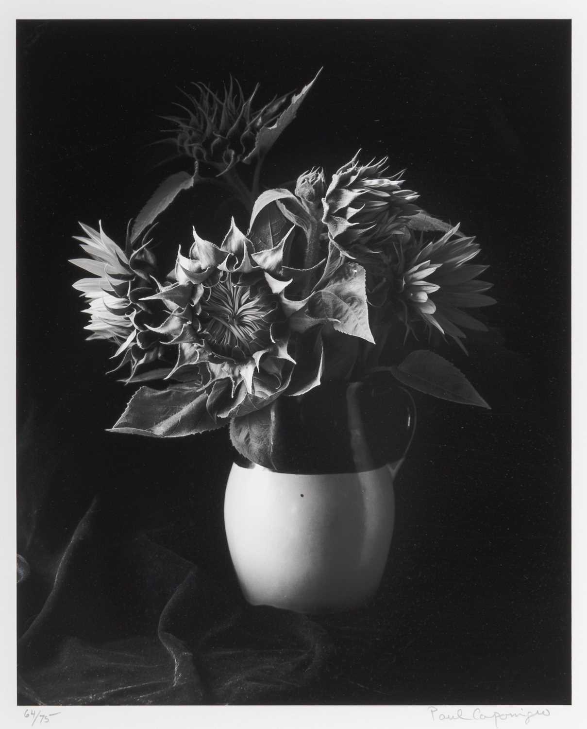Lot 26 - Paul Caponigro, Sunflowers, [Millerton] New York, 1969