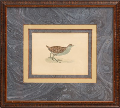 Lot 259 - Baillon's Crake