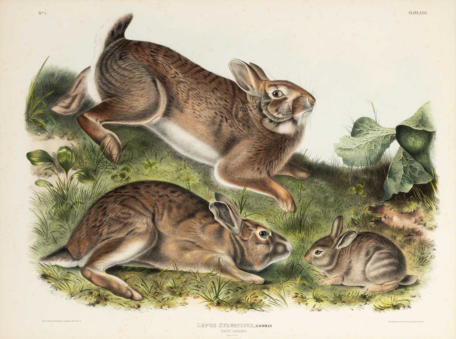 Lot 78 - After John James Audubon (1785-1851)