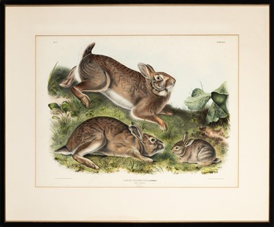 Lot 78 - After John James Audubon (1785-1851)