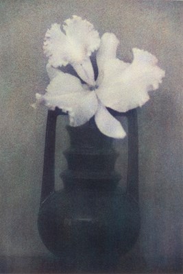 Lot 50 - Sheila Metzner, group of five floral images, 1986