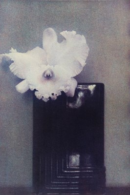 Lot 50 - Sheila Metzner, group of five floral images, 1986