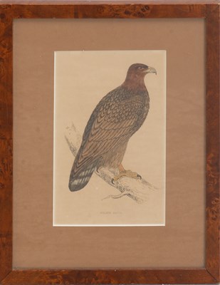 Lot 216 - Golden Eagle