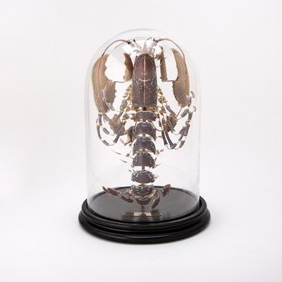 Lot 339 - Lobster Exoskeleton