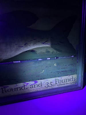 Lot 1191 - Portrait of a Trophy Fish