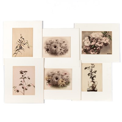 Lot 253 - A Small Group of Japanese Floral Photographs