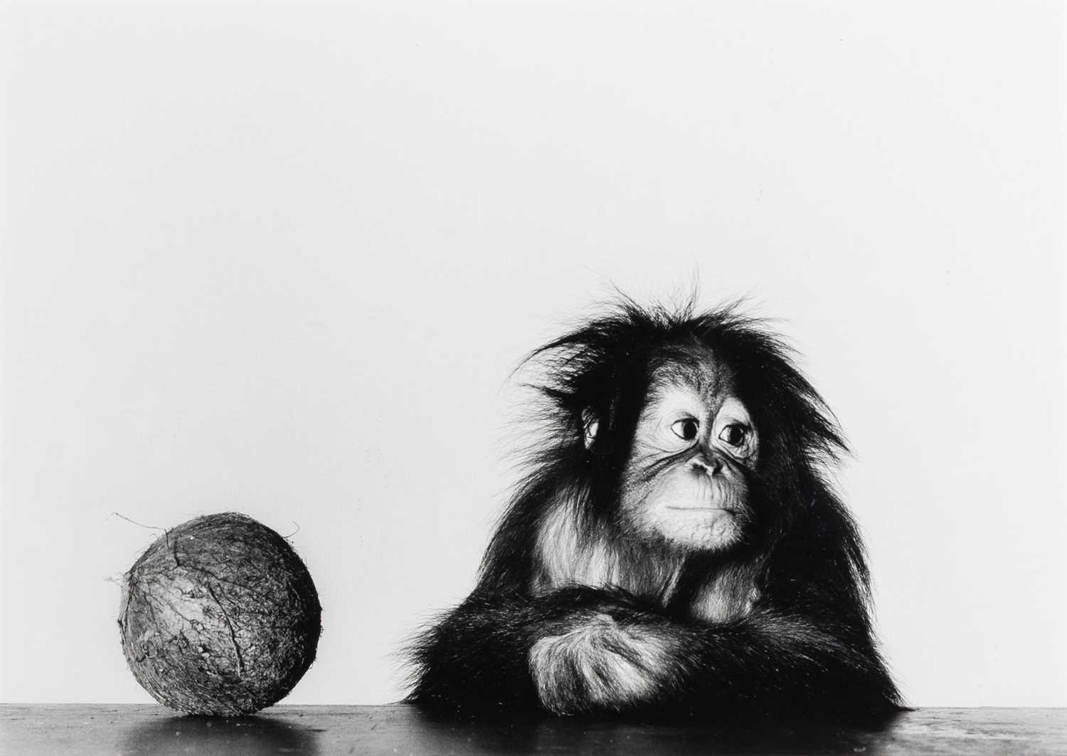 Lot 58 - Irving Penn, Young Orangutan and Coconut, New York, Oct 12, 2004