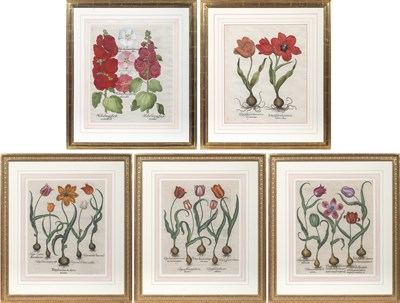 Lot 46 - Basilius Besler (1561-1629)