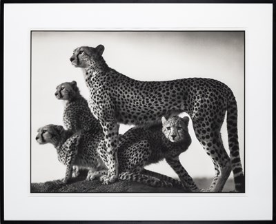 Lot 153 - Nick Brandt, Cheetah and Cubs, Maasai Mara, 2003