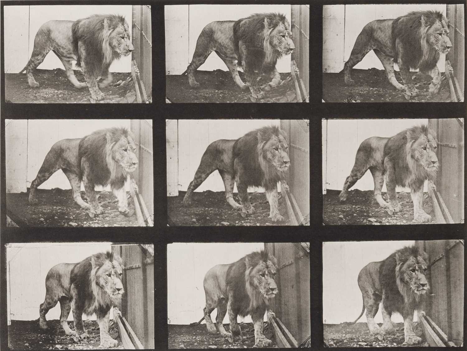 Lot 9 - Eadweard Muybridge, [Lion], plate 721 from Animal Locomotion 1887