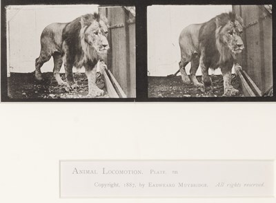 Lot 9 - Eadweard Muybridge, [Lion], plate 721 from Animal Locomotion 1887