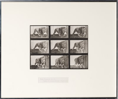 Lot 9 - Eadweard Muybridge, [Lion], plate 721 from Animal Locomotion 1887