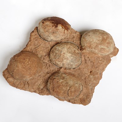 Lot 1 - Clutch of five sauropod eggs