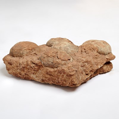 Lot 1 - Clutch of five sauropod eggs
