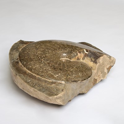 Lot 2 - A very large ammonite with fern-like sutures