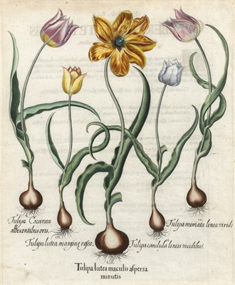 Lot 89 - Basilius Besler (1561-1629)