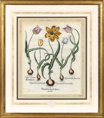 Lot 89 - Basilius Besler (1561-1629)