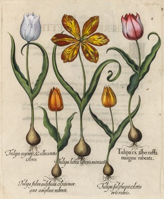 Lot 89 - Basilius Besler (1561-1629)