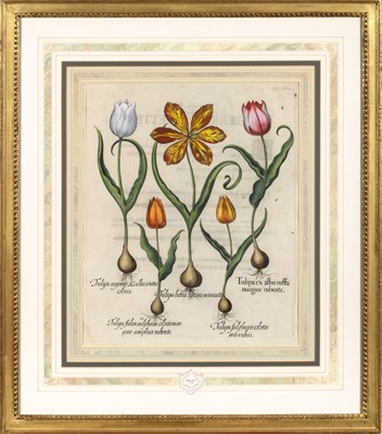 Lot 89 - Basilius Besler (1561-1629)