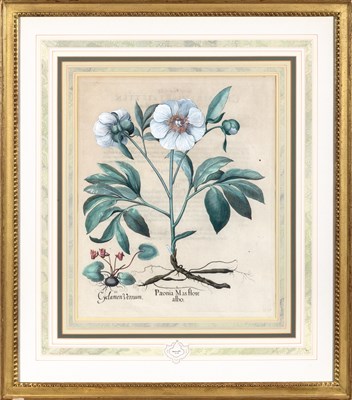 Lot 89 - Basilius Besler (1561-1629)