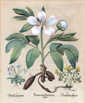 Lot 89 - Basilius Besler (1561-1629)