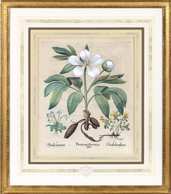 Lot 89 - Basilius Besler (1561-1629)