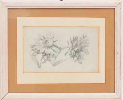 Lot 165 - Daisies