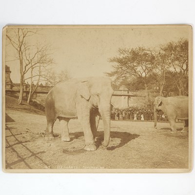 Lot 369 - A group of cabinet cards showing Central Park - Elephants in the zoo, and Tennis in Sheep's Meadow