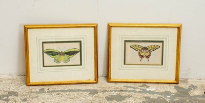 Lot 30 - Pair of Butterfly Studies