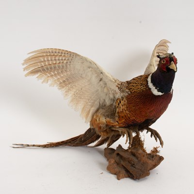 Lot 244 - Taxidermy Pheasant