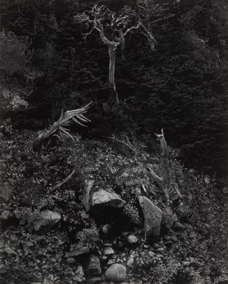 Lot 99 - Edward Weston, North Wall, Point Lobos, 1946