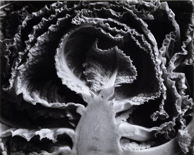 Lot 97 - Edward Weston, Kale Halved, 1930
