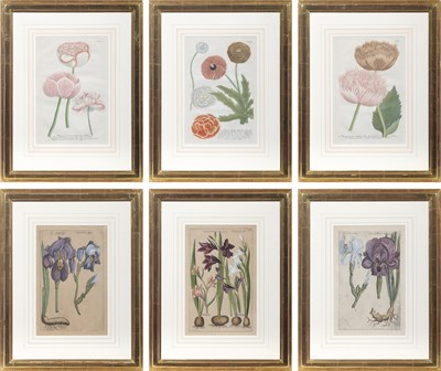 Lot 47 - After Johann Wilhelm Weinmann (1683-1741)