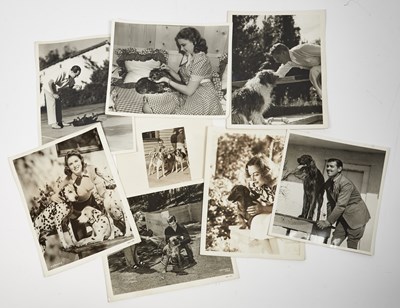Lot 139 - Collection of Hollywood photographs depicting actors with dogs