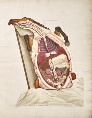 Lot 76 - Blaine on the Anatomy of The Horse
