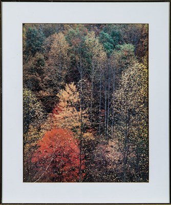 Lot 59 - Eliot Porter, Colorful trees. Newfound Gap Road, Great Smoky Mountains National Park, Tennessee. October, 1967