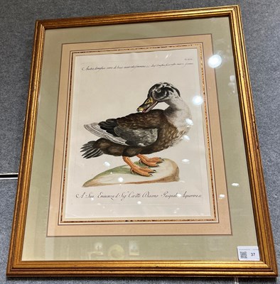 Lot 37 - Saverio Manetti (1723-1785)