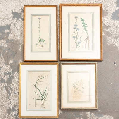 Lot 175 - Four Botanical Studies