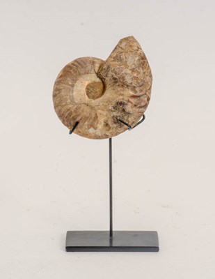 Lot 368 - Ammonite Fossil on Stand