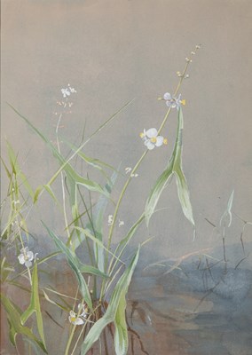 Lot 74 - Fidelia Bridges