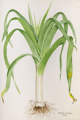 Lot 36 - Alastair Gordon
