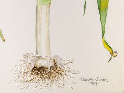 Lot 36 - Alastair Gordon