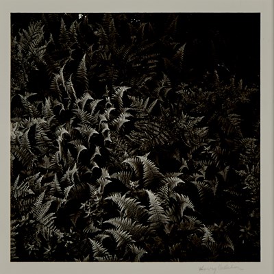 Lot 23 - Harry Callahan, Rome [Ferns], 1968