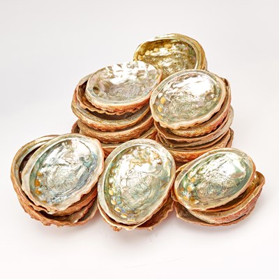 Lot 213 - Group of Thirty-Six Abalone Shell Seafood Dishes