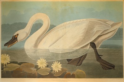 Lot 8 - After John James Audubon (1785-1851)