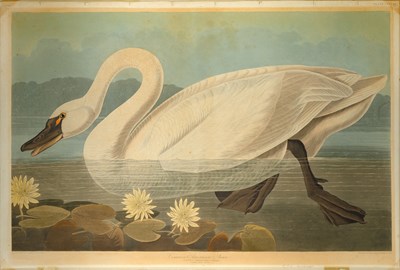 Lot 8 - After John James Audubon (1785-1851)