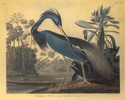 Lot 4 - After John James Audubon (1785-1851)
