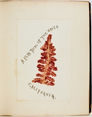 Lot 69 - A decorative album of seaweed specimens