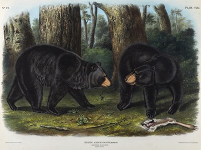 Lot 9 - After John Woodhouse Audubon (1812-1862)